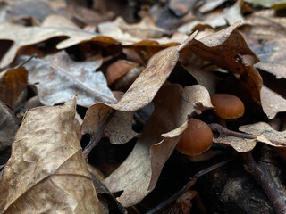 dried mushrooms
