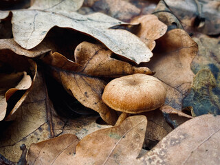 mushrooms on the tree