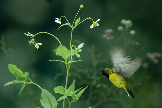 Beautiful Little Yellow Bird