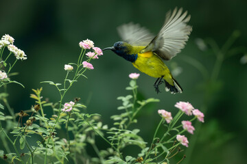 Beautiful Little Yellow Bird