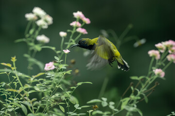 Beautiful Little Yellow Bird