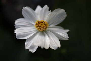 white cosmos closeup beautiful flower in the garden