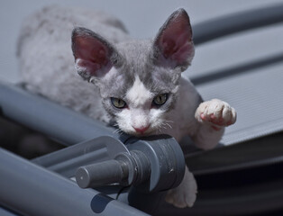 Junges Devon Rex Kätzchen beschäftigt sich mit einem Liegestuhl
