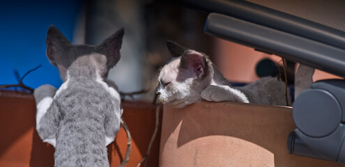 Zwei junge Devon Rex Kätzchen haben Spaß auf der Terrasse
