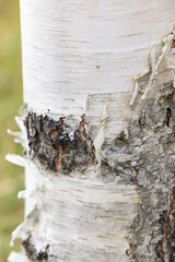 This close-up photograph showcases the smooth and pristine white bark of a young birch tree