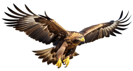 A beautiful golden eagle bird in flight on a white background - obrazy, fototapety, plakaty