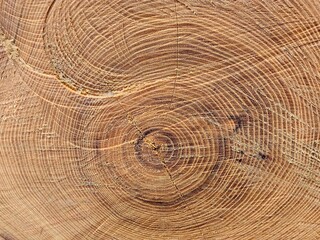 Wood texture of cut tree trunk, rings of a tree, close-up. tree trunk cut top view closeup, natural pattern background
