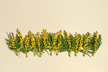 Obraz premium Spring flower flat lay, yellow mimosa branches on beige table, floral background, fresh natural spring flowers still life, minimal style blooms composition. Springtime holiday concept