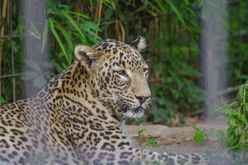 Portrait of a big leopard in a zoo cage