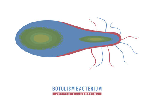 Botulism bacterium. Flat illustration of botulism bacteria, Clostridium botulinum isolated on white background. Pathogenic bacteria, they produce botulinum toxin. Bacterial microorganism. Vector