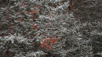 frost on the branches