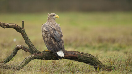 Eagle