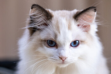 Cute, small Ragdoll cat. 3 months old