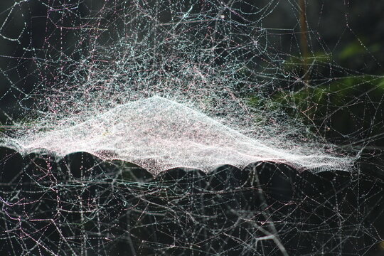 Spider Net in the air, Real Pic taken from Canon 80D