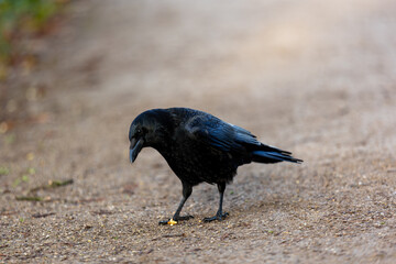 Crow searching food