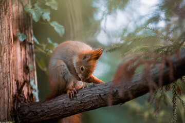 red squirrel on a tree