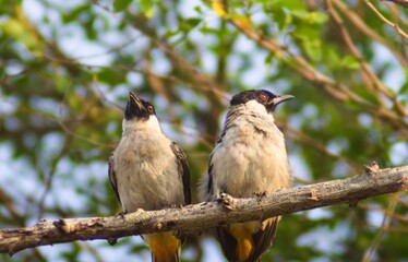 A pair of finches perched on a branch in the wild