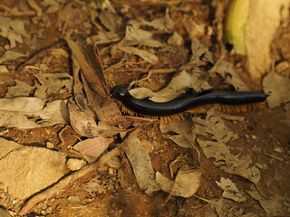 wild centipede in sri lanka