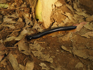 wild centipede in sri lanka