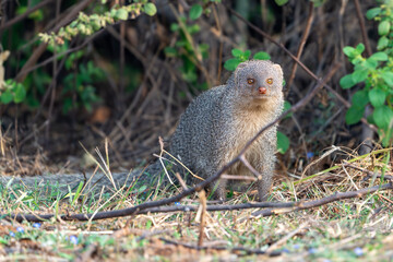 The Indian grey mongoose or Asian grey mongoose (Urva edwardsii)
