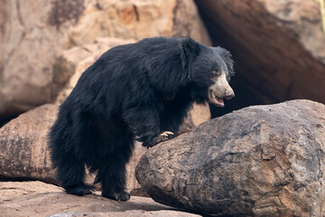 The sloth bear (Melursus ursinus), also known as the Indian bear
