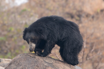 The sloth bear (Melursus ursinus), also known as the Indian bear