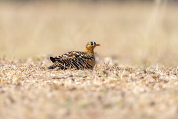 The painted sandgrouse (Pterocles indicus) 