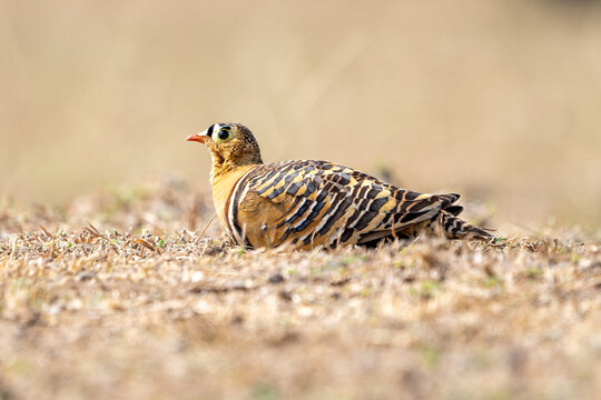 The painted sandgrouse (Pterocles indicus) 