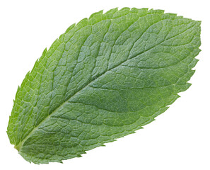 Mint leaf isolated