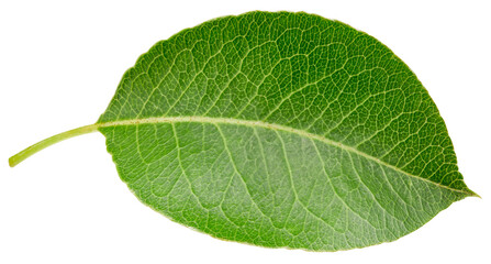 Pear leaf isolated
