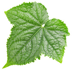 Cucumber leaf isolated
