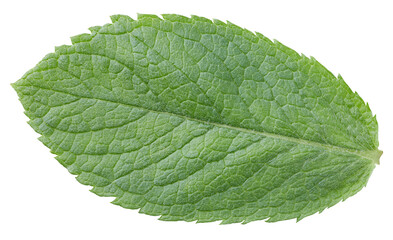 Mint leaf isolated