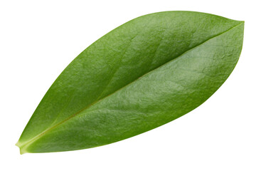 Obraz premium Leaf nut isolated on white