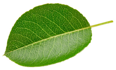 Pear leaf isolated