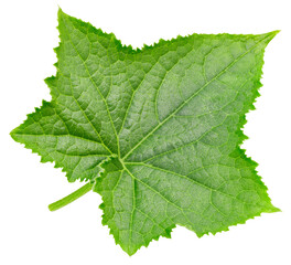 Cucumber leaf isolated