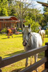 Farm or Ranch with horses and vintage electric cars in Khao Yai, Thailand