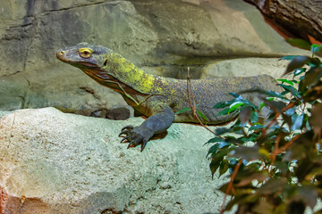 The Komodo dragon is a endemic to Indonesian islands