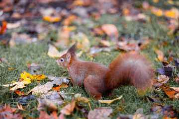 Squirrel searching food