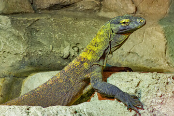 The Komodo dragon is a endemic to Indonesian islands