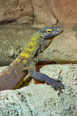 The Komodo dragon is a endemic to Indonesian islands