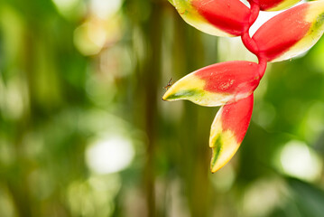 Detalle de flor Heliconia en la selva del Perú.  - obrazy, fototapety, plakaty