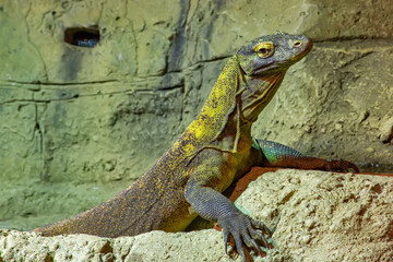 The Komodo dragon is a endemic to Indonesian islands
