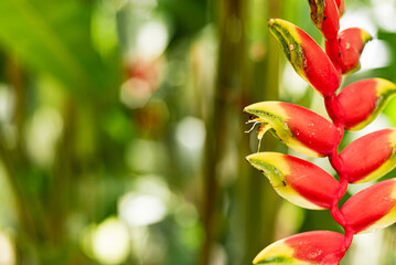 Flor Heliconia en la selva del Perú.  - obrazy, fototapety, plakaty
