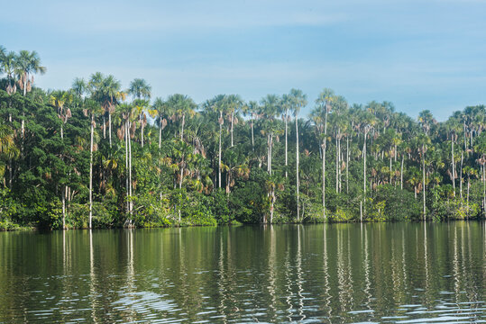 Vista de lago Sandoval, se aprecian palmeras con aguaje. Se encuentra en la reserva de Tambopata, en Madre De Dios - Perú. Cerca a Puerto Maldonado.