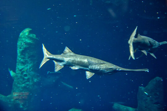 American paddlefish, Polyodon spathula in freshwater aquarium in Lausanne in Swiss