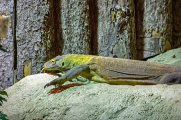 The Komodo dragon is a endemic to Indonesian islands