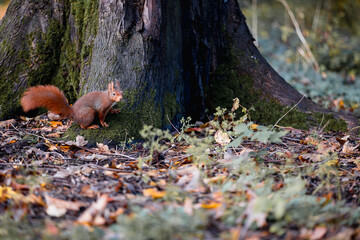 squirrel in the forest