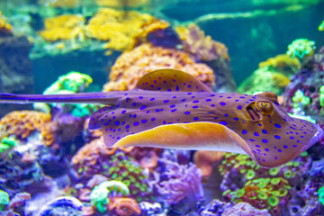The bluespotted ribbontail ray is a species of stingray