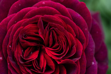 beautiful red-purple (burgundy) rose flower background. macro shot.