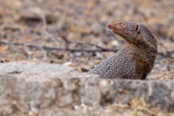 The ruddy mongoose (Urva smithii)